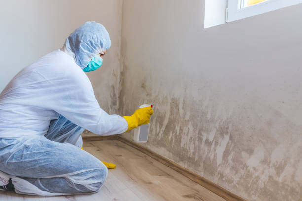 Licensed Mold Remediation service in Sharpes, FL - 24 Hour Mold Removal