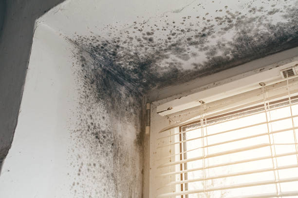 Affordable Mold Remediation solutions in Sharpes, FL